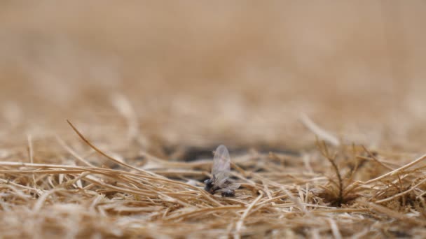Wind Blowing Dead Insect Dry Grass Selective Focus Blurred Background — Stock Video