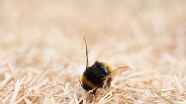 一群蚂蚁在干燥的草地上发现了死昆虫 大黄蜂 检查它的身体为食物 — 图库视频影像