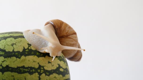 巨大的非洲土地蜗牛 Archachatina 金边瑞香卵子 在西瓜顶部试图不脱落 纯灰色灰色 白色背景 复制空间 — 图库视频影像