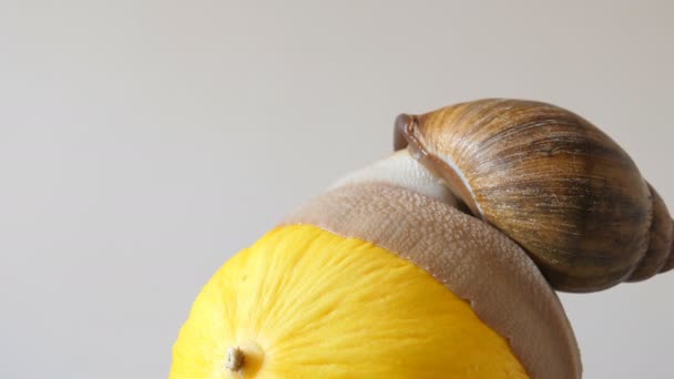 Vídeo Que Muestra Enorme Tamaño Del Caracol Gigante África Occidental — Vídeos de Stock