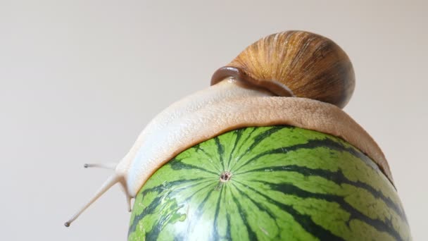 Side View Large Snail Slowly Crawling Top Green Watermelon Animal — Stock Video