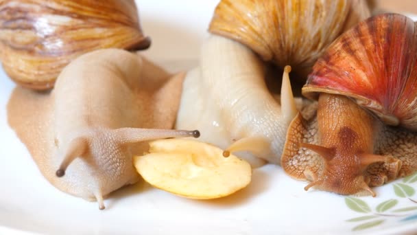 Três Espécies Diferentes Caracóis Terrestres Africanos Gigantes Alimentando Pedaços Fruta — Vídeo de Stock