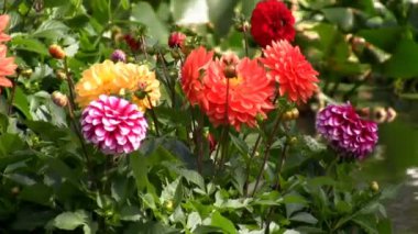 Yıldız çiçeği çiçek bahçesi su üzerinde yüzen