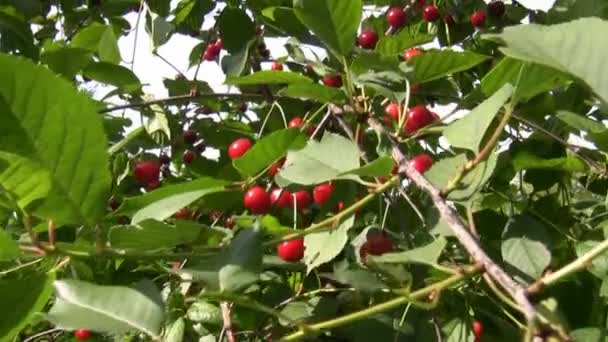 手持ちカメラの赤いサクランボの桜の木の枝を移動 — ストック動画