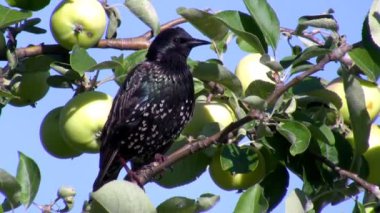 Ortak starling, Sturnus vulgaris kuş elma ağacı dalı ve zevk güneş rahat oturan bir yakın çekim