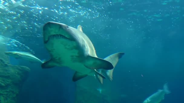 Grote Witte Haai Zwemmen Langzaam Het Blauwe Water Uitzicht Vanaf — Stockvideo