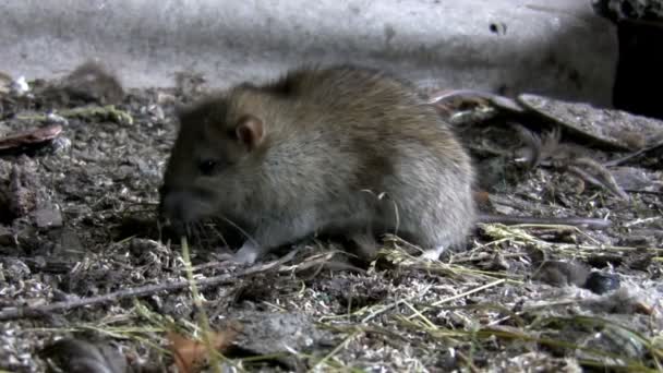 Ratte Frisst Etwas Auf Schmutzigem Boden — Stockvideo