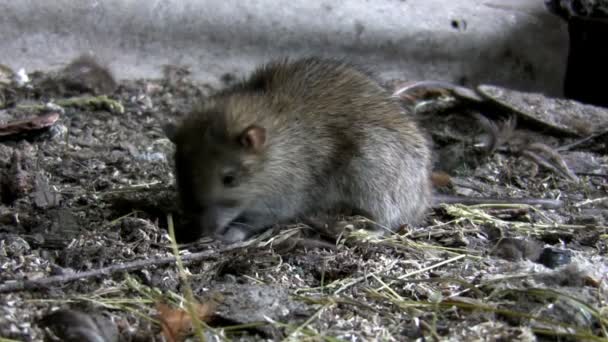 Szczur Brud Podchodzi Zamknij Widok — Wideo stockowe
