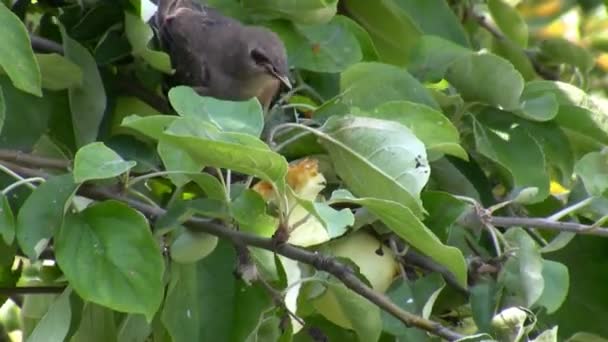 Juvenil Fågel Starling Äta Äpple Frukt Äpple Träd Gren — Stockvideo