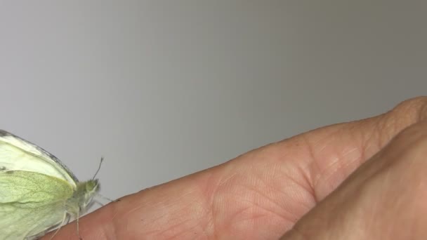 Капуста Метелик Pieris Rapae Повзає Руці Простому Сірому Сірому Фоні — стокове відео