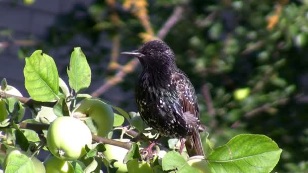 Nahaufnahme Eines Gefleckten Star Vogels Der Sich Auf Dem Apfelbaumzweig — Stockvideo