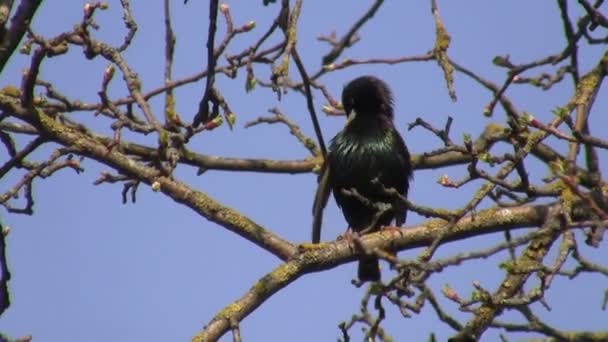 Close Van Volwassen Spreeuw Vogel Zat Een Boomtak Verzorgen Zelf — Stockvideo