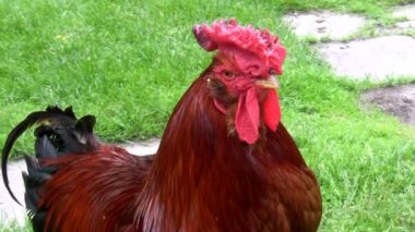 Gurur kahverengi renk renk horoz çiftlik bahçedeki portresi