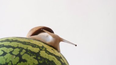Dev salyangoz yakın çekim izole, karpuz üzerinde kopya alanı