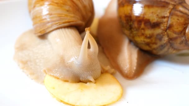 两个非洲巨型陆地蜗牛在白色背景 一个人在吃苹果 另一只正在搬走 — 图库视频影像