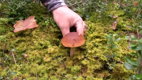 Man Pulling Mushroom Cep Boletus Edulis Moss Forest — Stock Video