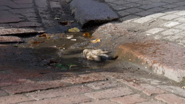 晴れた日に市内の石畳通り水たまりに つ雀を洗っています — ストック動画
