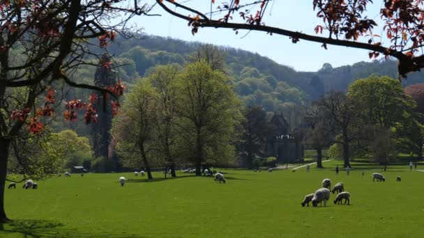 在英国伊拉姆村自然公园里 羊和远处的人度过阳光明媚的日子 — 图库视频影像