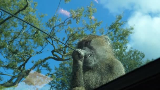 Macaco Babuíno Sentado Telhado Carro Mastigando Antena Rádio Diretamente Abaixo — Vídeo de Stock