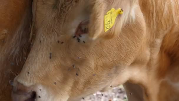 Många Små Irriterande Flugor Attackerande Komjölk Eller Tjurens Huvud Närbild — Stockvideo