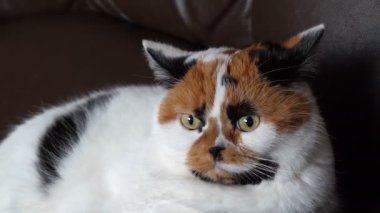 Aniden üç renkli beyaz, siyah ve turuncu renk renk alaca kedi başı, sonra sesler dinleme bir kulak döner