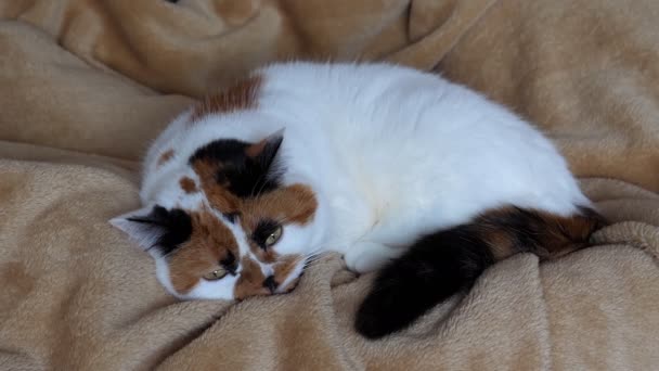 Tri Colorido Calico Gato Está Deitado Cobertor Por Pernas Alguém — Vídeo de Stock