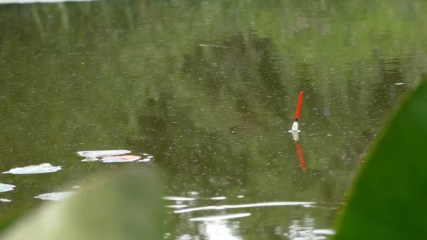 Flutuador Pesca Cor Vermelha Branca Movimento Uma Superfície Água Calma — Vídeo de Stock