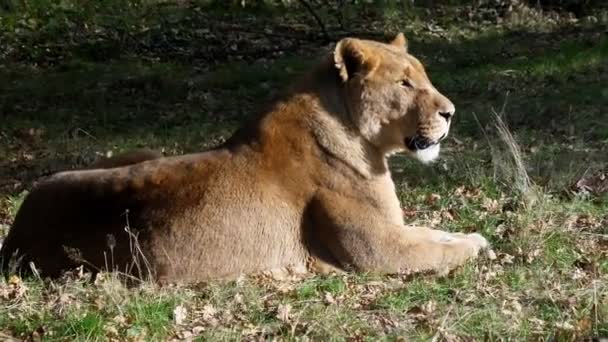 Tracking Shot Lioness Lying Autumn Grass Yawning — Stock Video