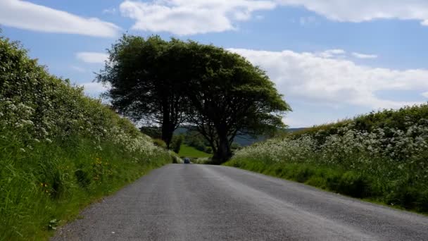 在一个阳光明媚的夏日 英国的乡村道路上有白色野花和路边的树篱 汽车在远处 — 图库视频影像