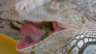 Aşırı yakın çekim baş ve sebze yaprak yemek iguana kertenkele ağız