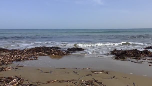 Mediterranean Sea Waves Washing Dried Weed Sandy Beach Greece — Stock Video