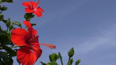 Kırmızı gül, Çin ', Hibiscus rosa-sinensis çalı çiçek mavi gökyüzü güneşli bir günde, kopya alanı karşı yakın çekim