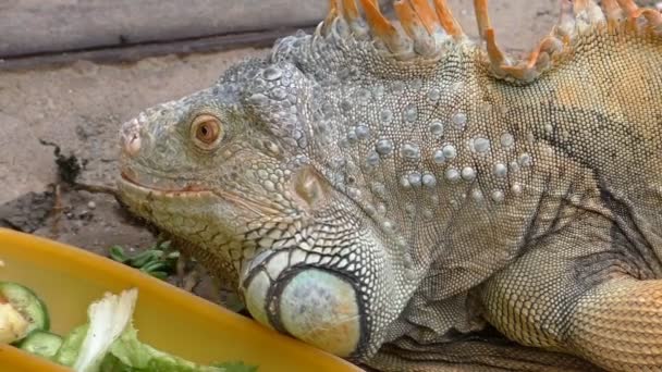 Närbild Husdjur Iguana Ödlan Att Äta Grönsaker Från Fack — Stockvideo