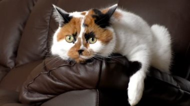 Dinleme ve çevresinde neler olduğunu izlerken koyu deri kol yatan üç renkli beyaz, turuncu ve siyah alaca kedi
