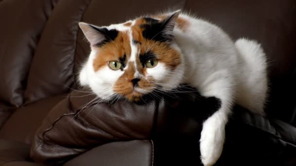 Blanco Con Jengibre Manchas Negras Calico Gato Está Quedando Dormido — Vídeo de stock