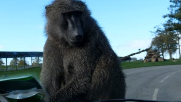 Babuino Mono Toma Paseo Capó Del Coche Cámara Mano — Vídeos de Stock
