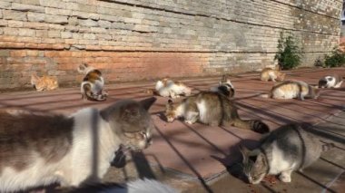 Grup evsiz şehir kedi birisi tarafından getirdi kuru kedi maması yemek beton zemin
