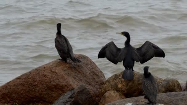 Grote Aalscholvers Drogen Hun Veren Rotsen Aan Het Water — Stockvideo