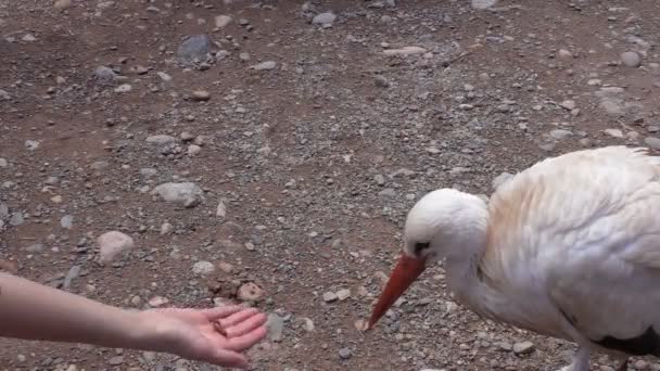 Woman Girl Giving Some Food Disabled Big Bird Stork Drops — Stock Video