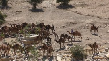 Dromedary develer su de Afrika buzağı ile büyük sürüsü ile Arapça çoban