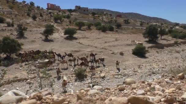 ラクダの群れと羊飼いだけでは乾燥のモロッコの土地のハイアングル — ストック動画