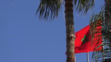 Fas parlak altın yıldızlı bayrağı ile parlak kırmızı renk mavi gökyüzü hurma ağacının yanındaki esintiyle sallıyor; Uzay kopyalayın, görüş açısı düşük