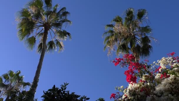 Plano Ángulo Bajo Palmeras Flores Color Rojo Blanco Contra Cielo — Vídeo de stock