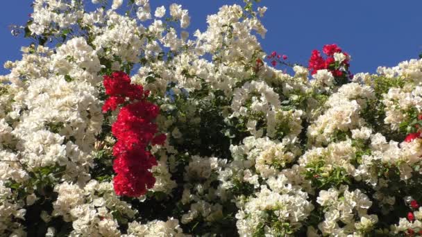 Witte Rode Bougainvillea Struik Boom Bloemen Tegen Heldere Helderblauwe Hemel — Stockvideo