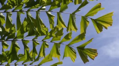 Caryota mitis veya Fishtail palmiye ağaç dalları mavi gökyüzü karşı yakın çekim