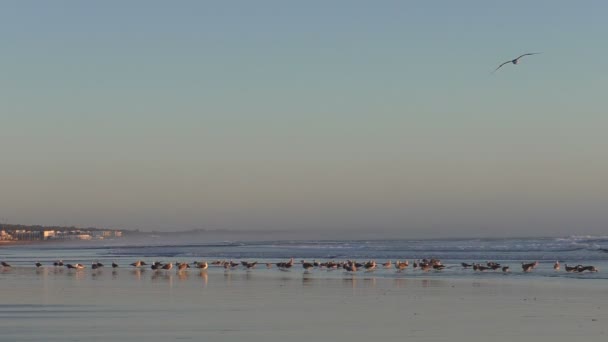 Группа Птиц Чайки Пляже Краю Воды Закате — стоковое видео