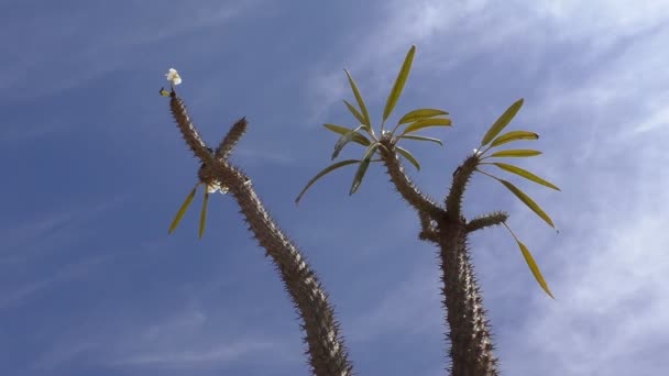 马达加斯加棕榈 棕榈花植物对着蓝天和肉质茎的关闭 两个剪辑合二为一 — 图库视频影像
