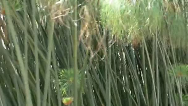 Gambar Panning Genggam Papirus Nil Papirus Cyperus Sedge Papirus Dedaunan — Stok Video