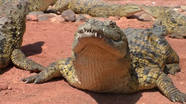 Närbild Crocodile Huvudet Och Halsen Andningssvårigheter Pulserande — Stockvideo