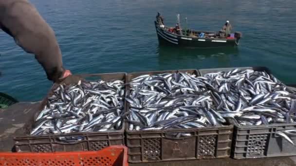 Kis Halászfalu Motoros Távolodik Pier Után Kirakodási Dobozok Frissen Fogott — Stock videók